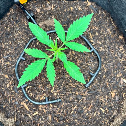 Banana Kush Cake Automatic growlog timeline photo