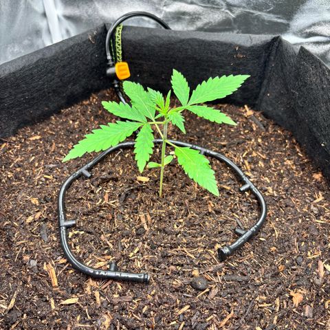 Banana Kush Cake Automatic growlog timeline photo