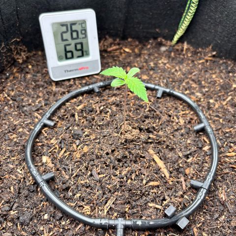 Purple Skunk Automatic growlog photo: Lumière à 50cm
Intensité à 35%
