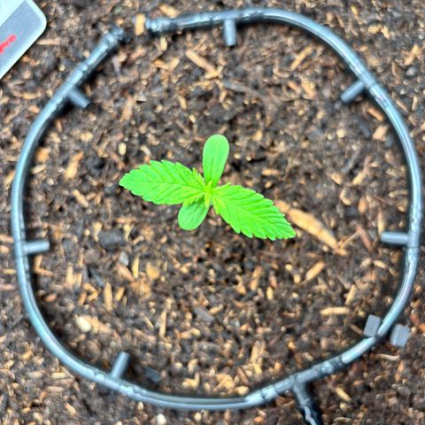Purple Skunk Automatic growlog photo: Lumière à 50cm
Intensité à 35%