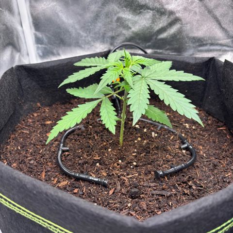 Banana Kush Cake Automatic growlog timeline photo