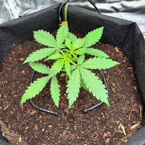 Banana Kush Cake Automatic growlog timeline photo