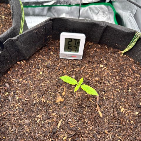 Purple Skunk Automatic growlog timeline photo