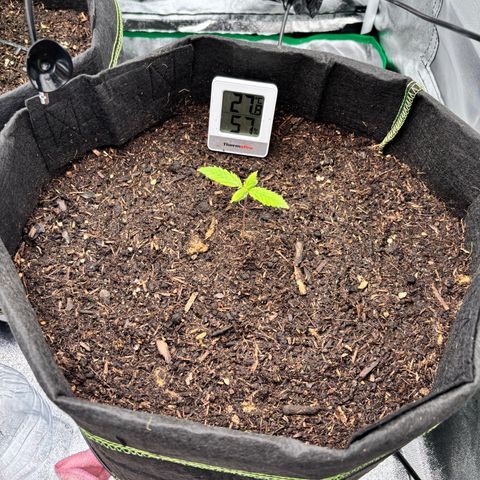 Purple Skunk Automatic growlog timeline photo