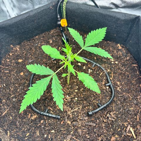 Banana Kush Cake Automatic growlog photo: Défoliation (4 feuilles)