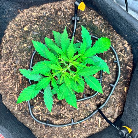 Banana Kush Cake Automatic growlog timeline photo