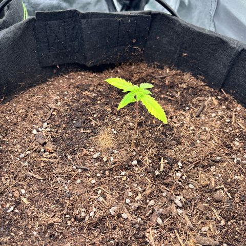 Purple Skunk Automatic growlog timeline photo