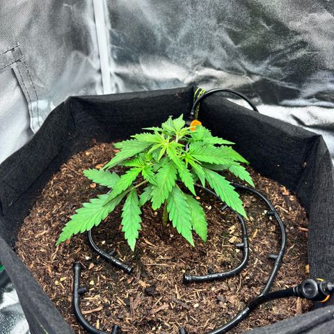 Banana Kush Cake Automatic growlog timeline photo