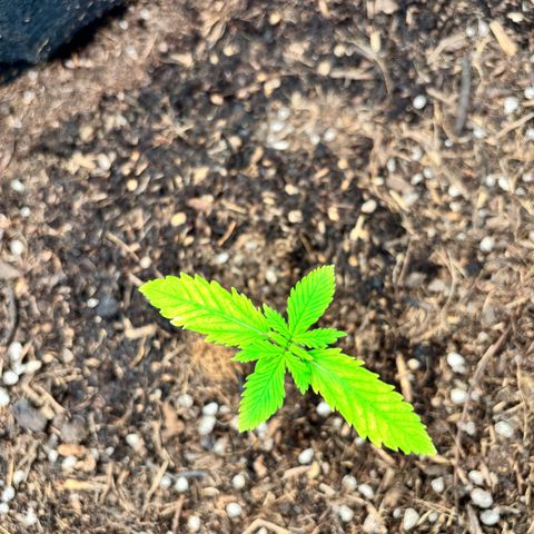 Purple Skunk Automatic growlog timeline photo