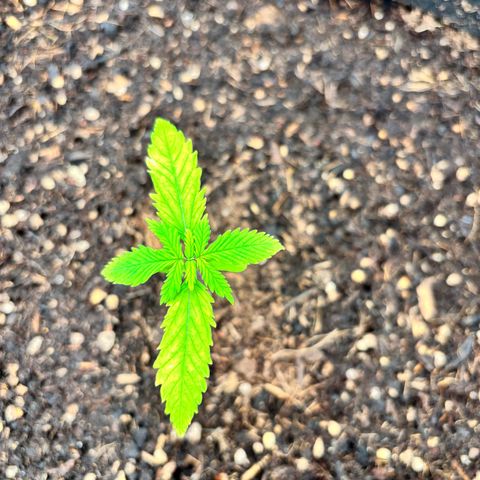 Purple Skunk Automatic growlog timeline photo