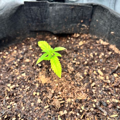 Purple Skunk Automatic growlog timeline photo