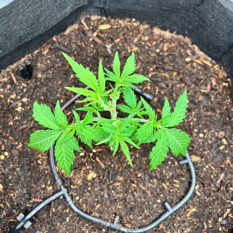 Banana Kush Cake Automatic growlog timeline photo