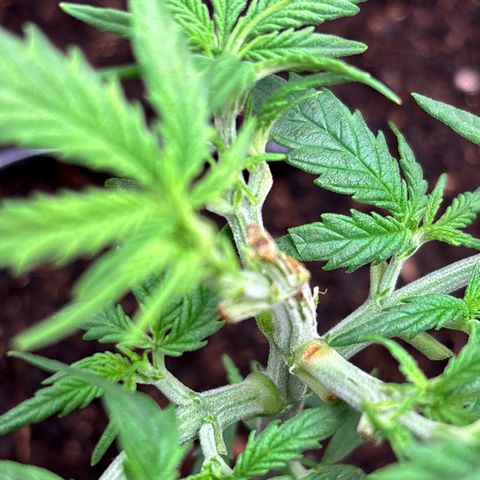 Banana Kush Cake Automatic growlog timeline photo