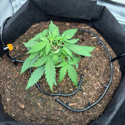 Banana Kush Cake Automatic growlog photo: Tige cassée accidentellement