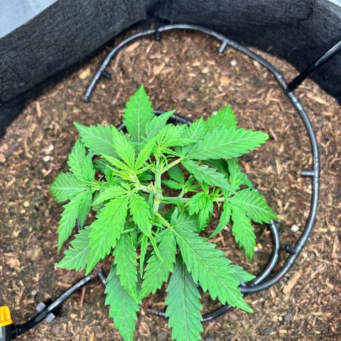 Banana Kush Cake Automatic growlog timeline photo