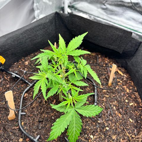Banana Kush Cake Automatic growlog photo: LST (4 branches)