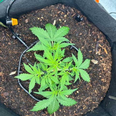 Banana Kush Cake Automatic growlog timeline photo