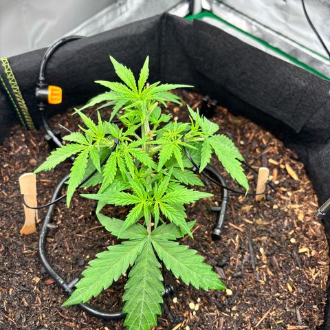 Banana Kush Cake Automatic growlog timeline photo