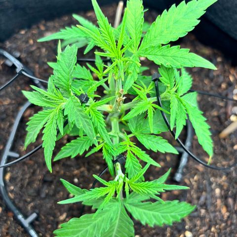 Banana Kush Cake Automatic growlog timeline photo