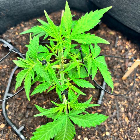 Banana Kush Cake Automatic growlog timeline photo