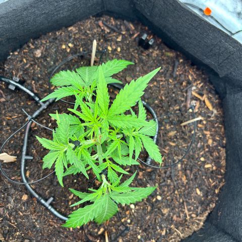 Banana Kush Cake Automatic growlog timeline photo