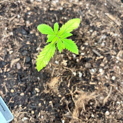 Purple Skunk Automatic growlog timeline photo