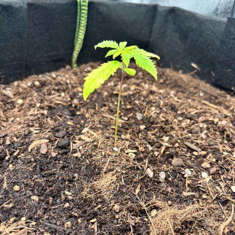 Purple Skunk Automatic growlog timeline photo