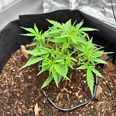 Banana Kush Cake Automatic growlog timeline photo