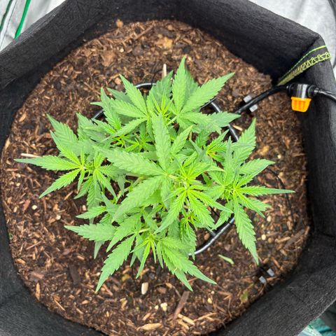Banana Kush Cake Automatic growlog timeline photo