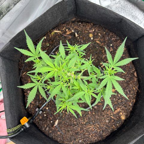 Banana Kush Cake Automatic growlog timeline photo
