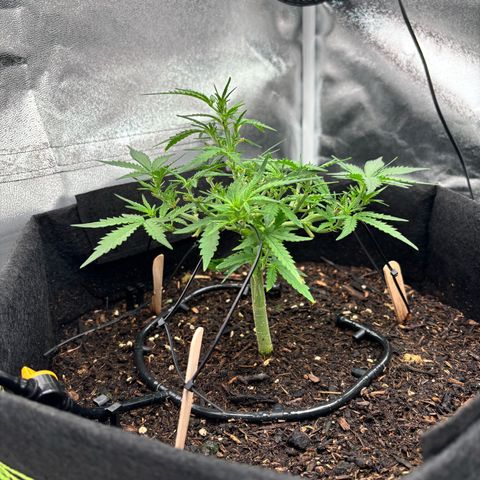 Banana Kush Cake Automatic growlog timeline photo