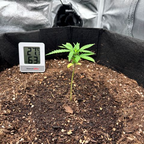 Purple Skunk Automatic growlog timeline photo