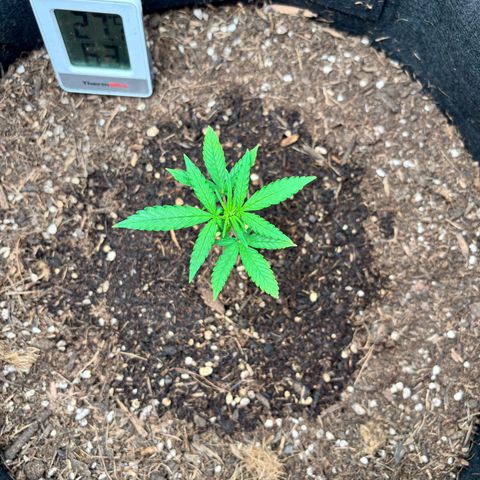 Purple Skunk Automatic growlog timeline photo