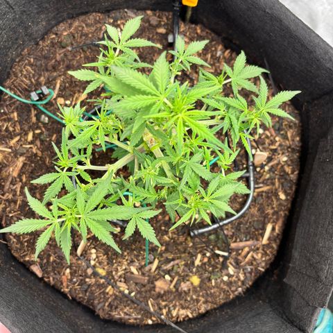 Banana Kush Cake Automatic growlog timeline photo