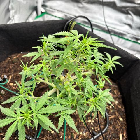 Banana Kush Cake Automatic growlog timeline photo