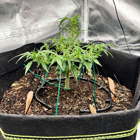Banana Kush Cake Automatic growlog timeline photo