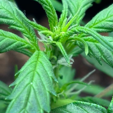 Purple Skunk Automatic growlog photo: Plante mini avec déjà apparition de pistil
Du à la stagnation au démarrage