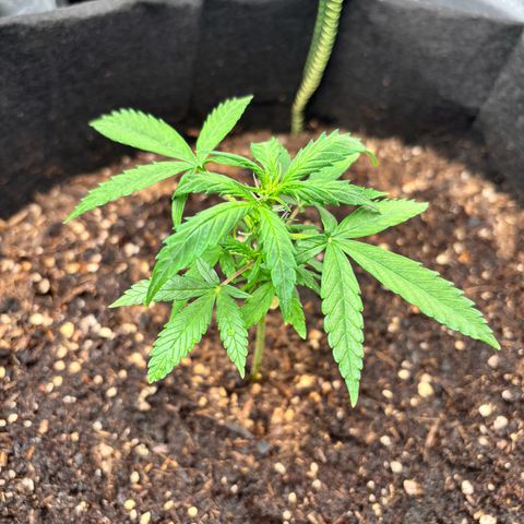Purple Skunk Automatic growlog photo: Plante mini avec déjà apparition de pistil
Du à la stagnation au démarrage