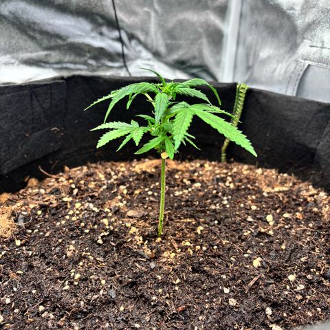 Purple Skunk Automatic growlog photo: Plante mini avec déjà apparition de pistil
Du à la stagnation au démarrage
