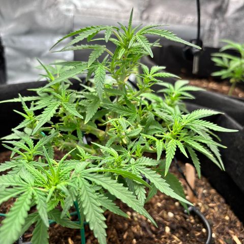 Banana Kush Cake Automatic growlog timeline photo
