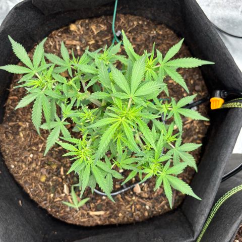 Banana Kush Cake Automatic growlog timeline photo