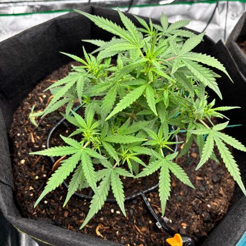 Banana Kush Cake Automatic growlog timeline photo