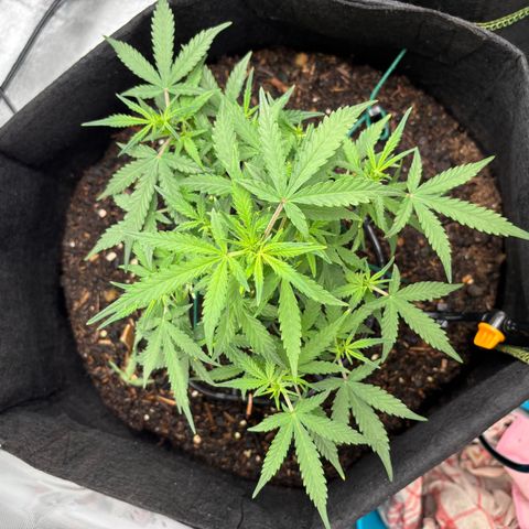 Banana Kush Cake Automatic growlog timeline photo