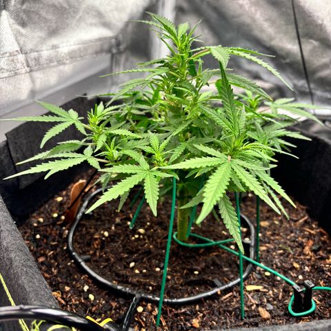 Banana Kush Cake Automatic growlog timeline photo