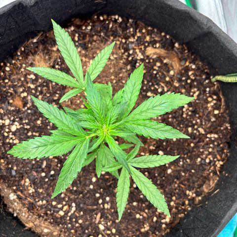Purple Skunk Automatic growlog timeline photo