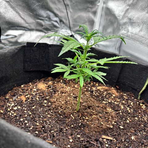 Purple Skunk Automatic growlog timeline photo