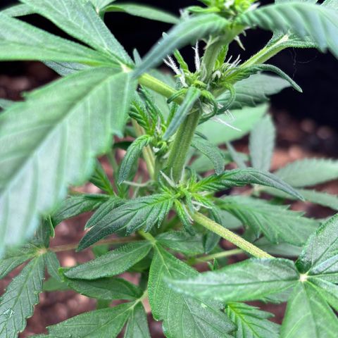 Purple Skunk Automatic growlog timeline photo