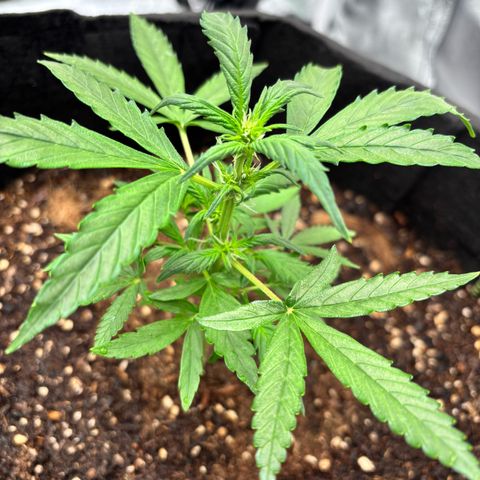 Purple Skunk Automatic growlog timeline photo