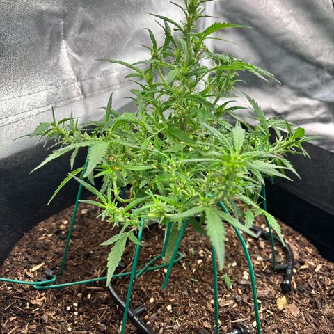Banana Kush Cake Automatic growlog timeline photo