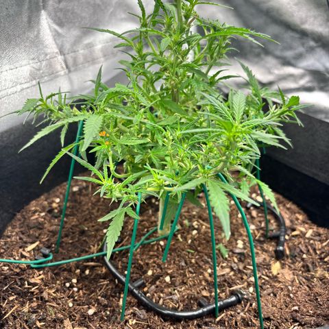 Banana Kush Cake Automatic growlog timeline photo